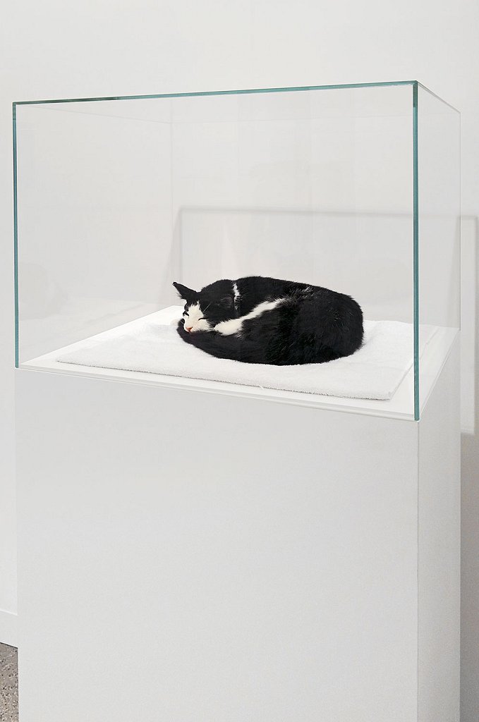 installation view - Ne réveillez pas le chat qui dort [Let sleeping dogs lie]