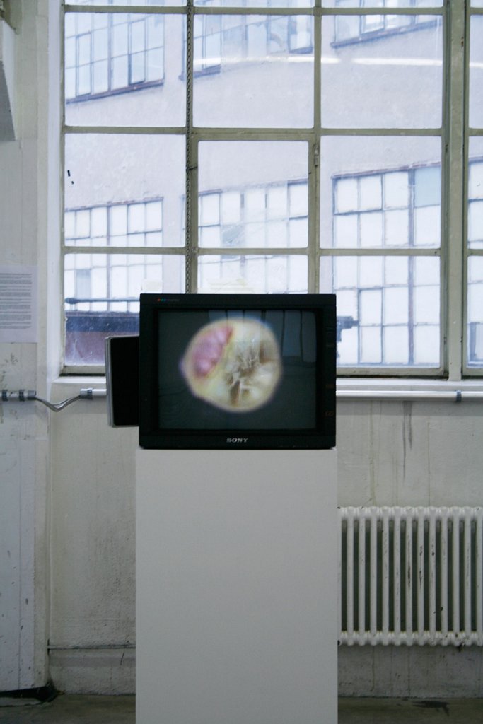 installation view – Lemon juice