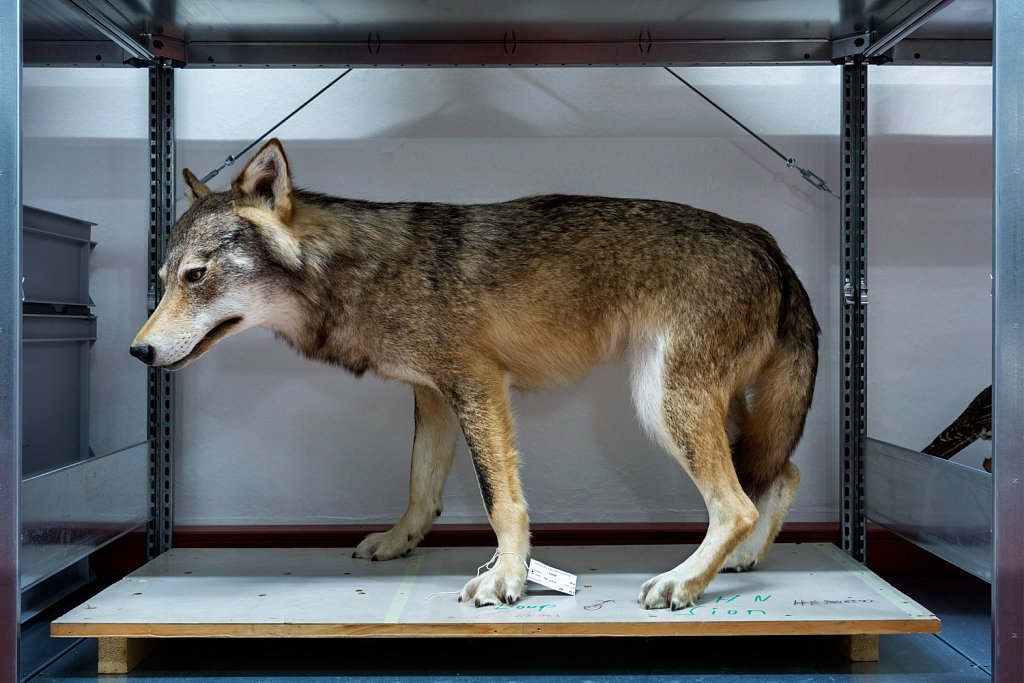 Wolf M02, Musée de la nature, Sion