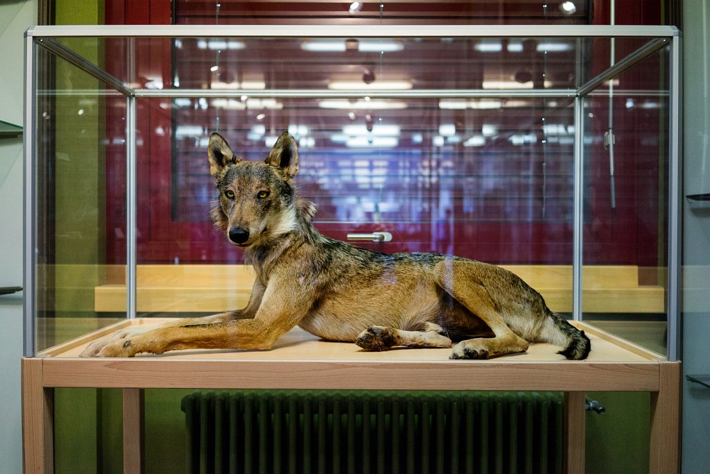 Wolf M21, Collège de l’Abbaye, St Maurice